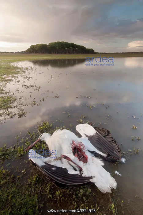 : White Stork : White Stork
