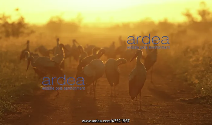 : White Stork : White Stork