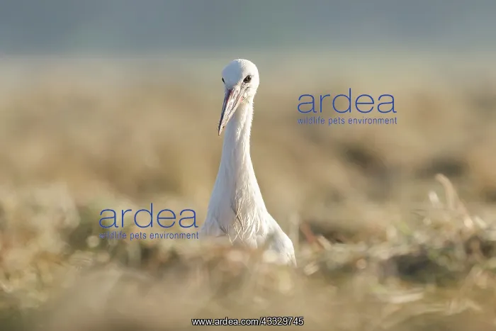 : White Stork : White Stork