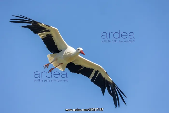 : WHITE STORK : WHITE STORK