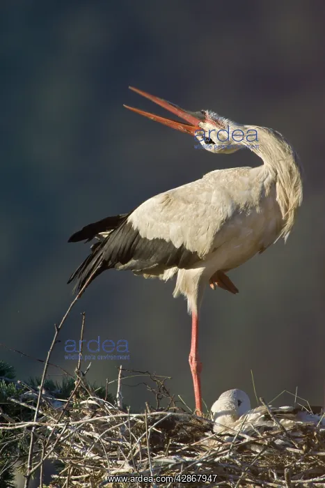 : White Stork - Adult bird in courtship display showing : White Stork - Adult bird in courtship display showing