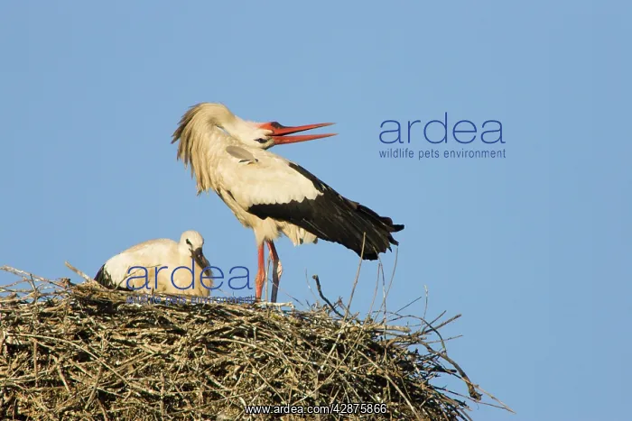 : White Stork - Adult bird in courtship display showing : White Stork - Adult bird in courtship display showing