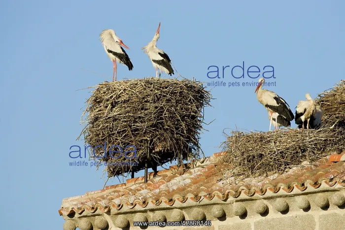 : White Stork - Two adult birds in courtship display : White Stork - Two adult birds in courtship display