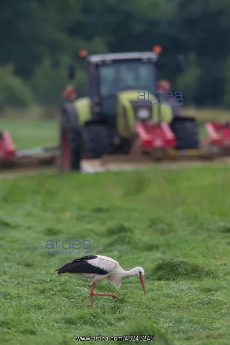 : White Stork adult foraging on a meadow next to : White Stork adult foraging on a meadow next to