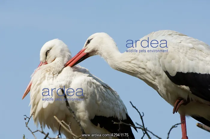 : White stork - Adult male and female display : White stork - Adult male and female display