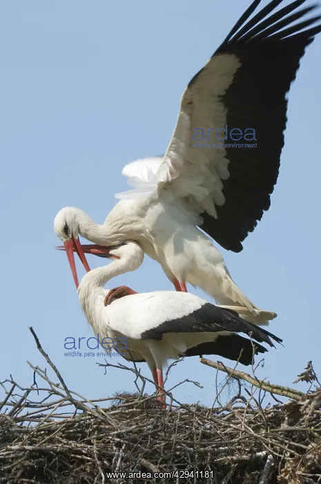 : White stork - Adult male and female display : White stork - Adult male and female display