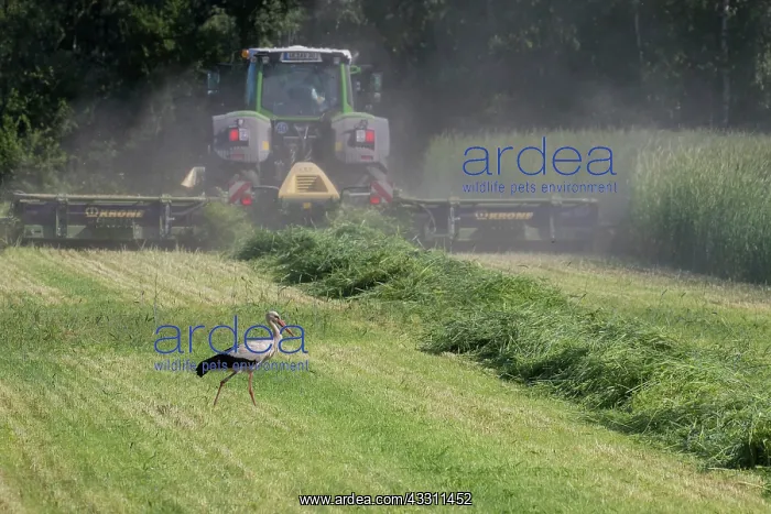  : White Stork - adult stork foraging on a meadow next