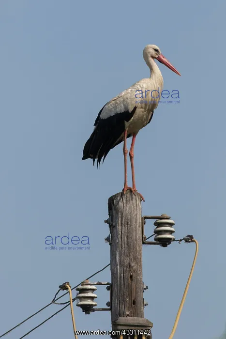 : White Stork - adult stork standing on a power pole : White Stork - adult stork standing on a power pole