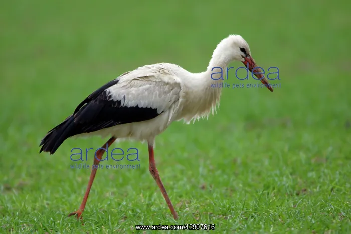 : White Stork - On arable field searching for food : White Stork - On arable field searching for food