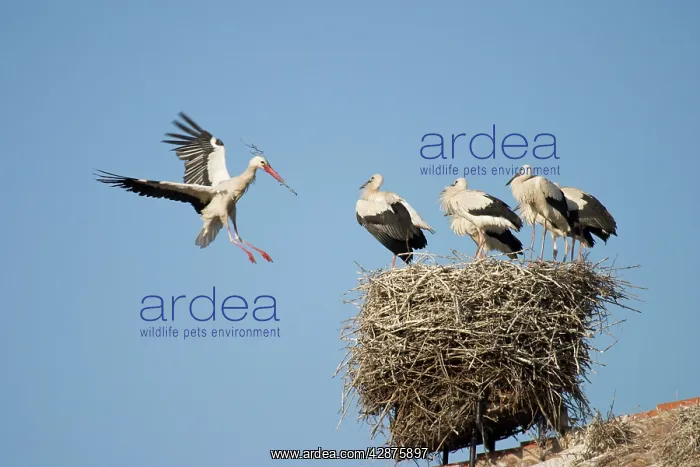 : White Stork - Arriving in flight at nest with a : White Stork - Arriving in flight at nest with a