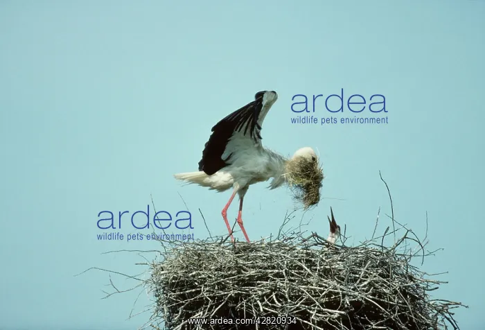 : White Stork - Bringing nesting material to nest : White Stork - Bringing nesting material to nest