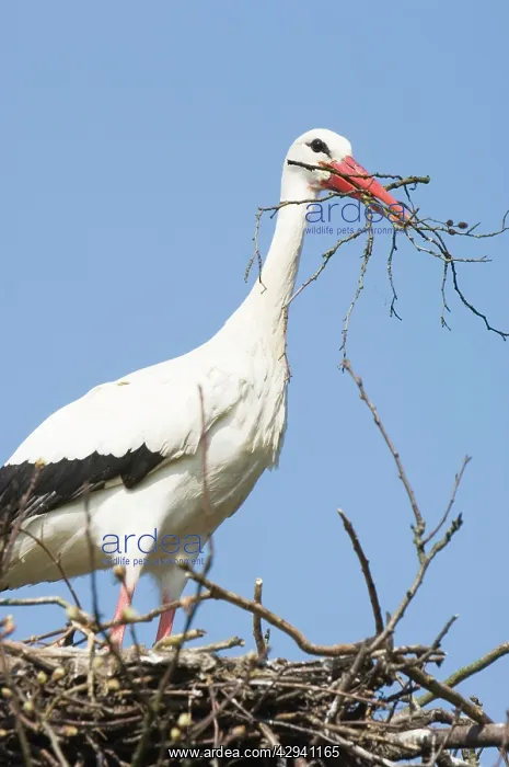 : White stork - Building nest : White stork - Building nest