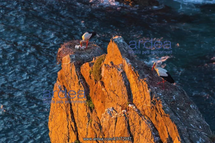 : White Stork, Cabo Sardao, Natural Park of Southwest : White Stork, Cabo Sardao, Natural Park of Southwest