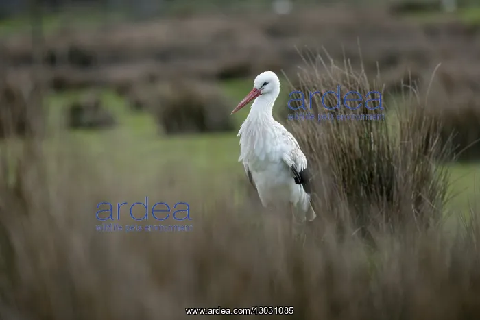  : White Stork - Captive - UK