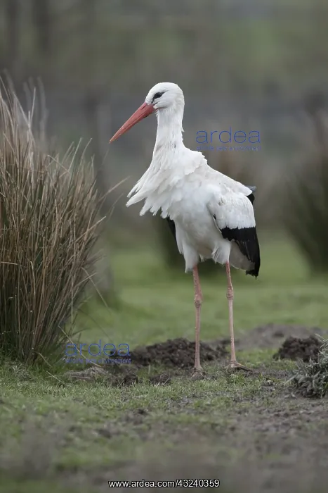  : White Stork - Captive - UK