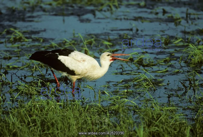 : White Stork - Catching Insects : White Stork - Catching Insects