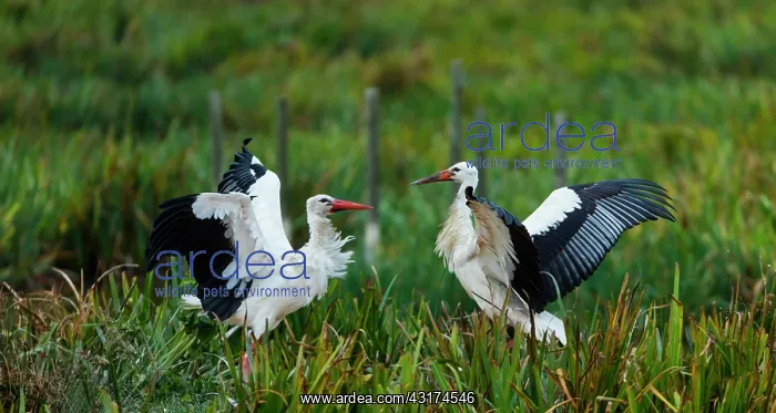  : WHITE STORK (Ciconia ciconia)