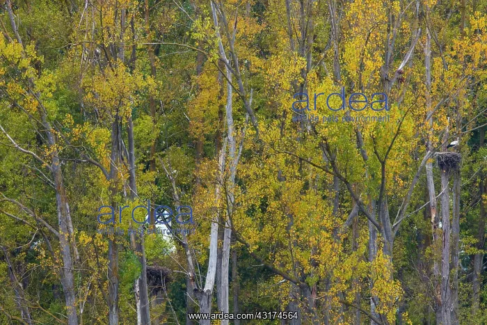  : WHITE STORK (Ciconia ciconia)