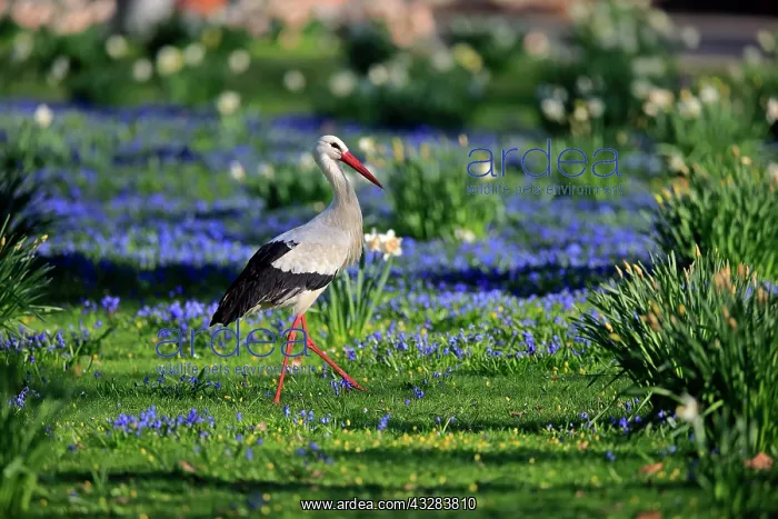  : White stork (Ciconia ciconia), adult, on flowering