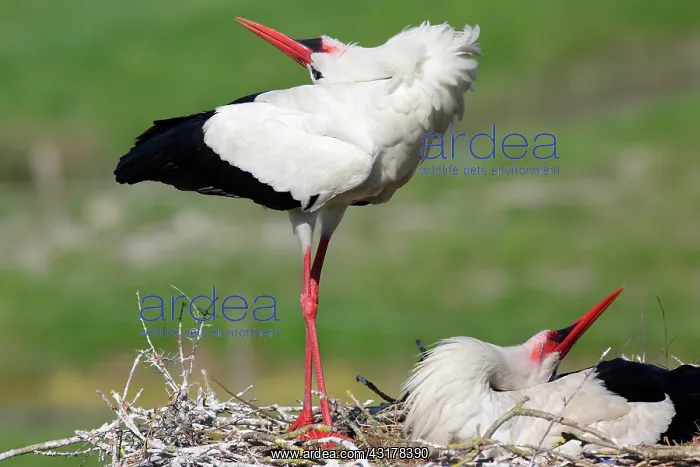  : White Stork (Ciconia ciconia), courtship, Vendee