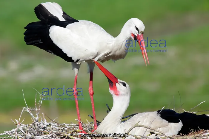  : White Stork (Ciconia ciconia), courtship, Vendee