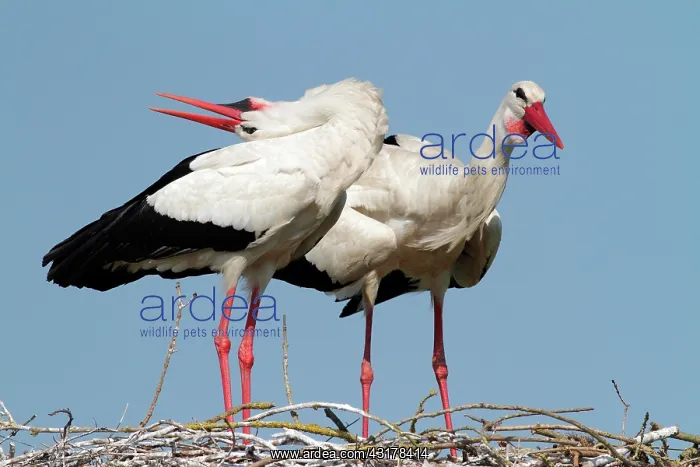  : White Stork (Ciconia ciconia), courtship, Vendee