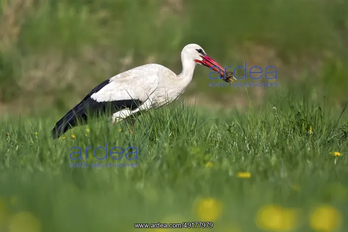  : White Stork (Ciconia ciconia) eating a mouse