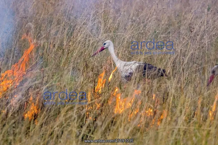  : White Stork (Ciconia ciconia), feeding on the edge