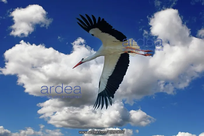  : White stork (Ciconia ciconia) in flight, photo montage