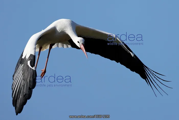  : White stork (Ciconia ciconia) in flight, wildlife