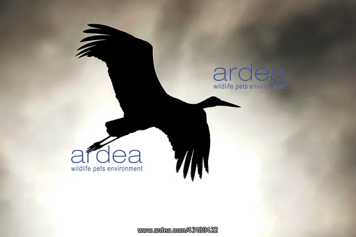 : White stork (Ciconia ciconia) flying, silhouette