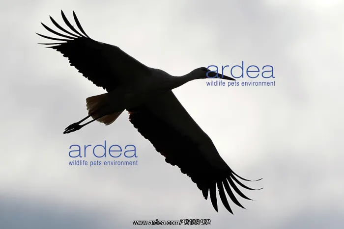  : White stork (Ciconia ciconia) flying, silhouette