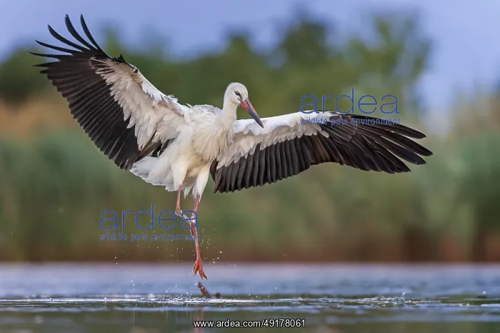  : White Stork (Ciconia ciconia) foraging in shallow water