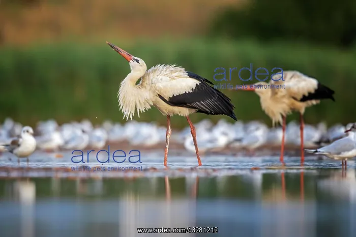  : White stork (Ciconia ciconia ) Group in search of
