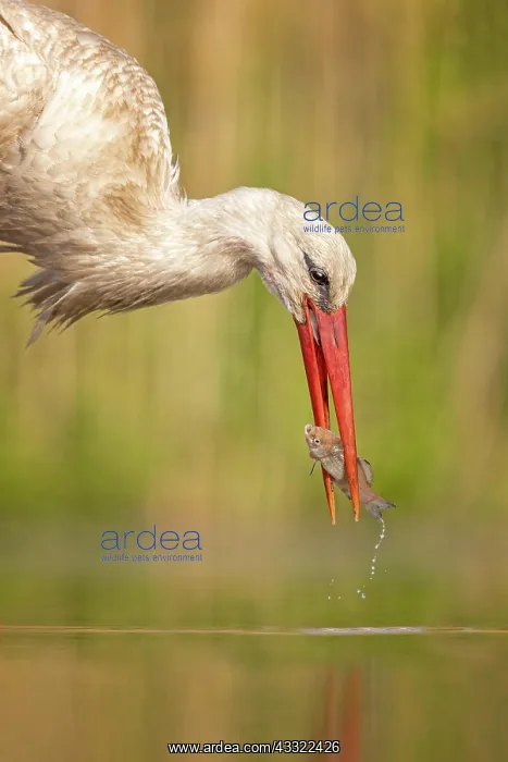  : White stork (Ciconia ciconia) head portrait, foraging
