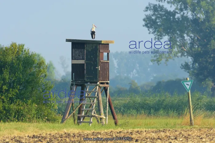  : White Stork (Ciconia ciconia) on Hunting blind in