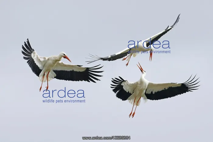  : White stork (Ciconia ciconia), Kamof around the