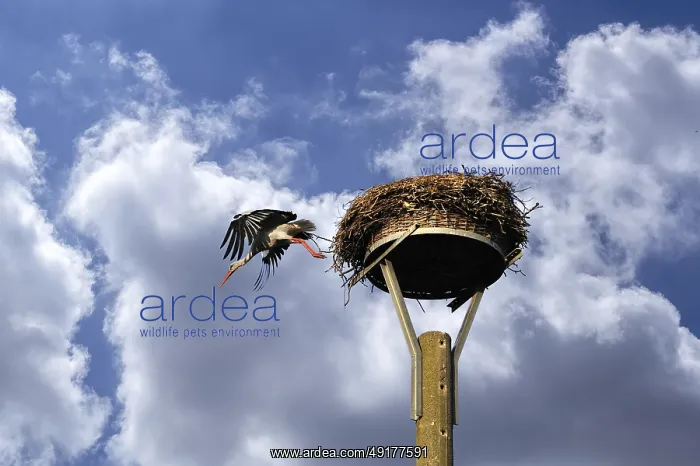  : White stork (Ciconia ciconia) leaves its nest