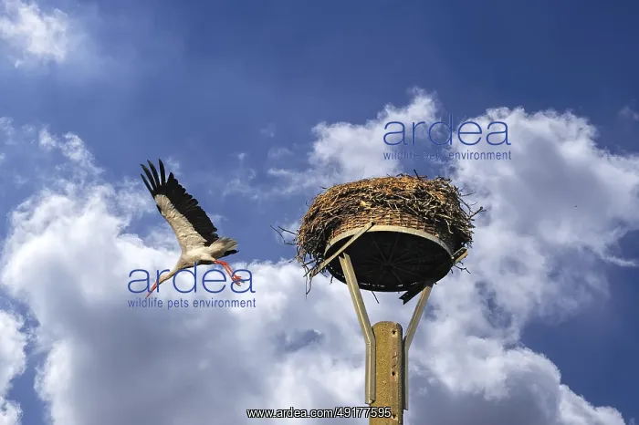  : White stork (Ciconia ciconia) leaving its nest