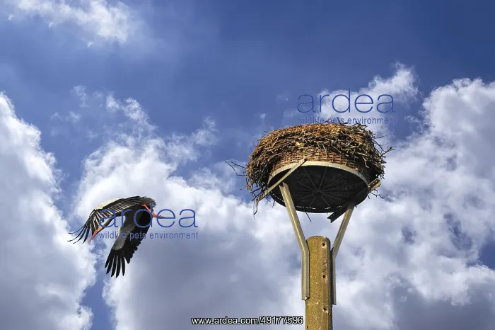  : White stork (Ciconia ciconia) leaving its nest