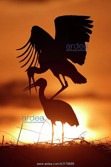  : White stork (Ciconia ciconia) mating at sunset on