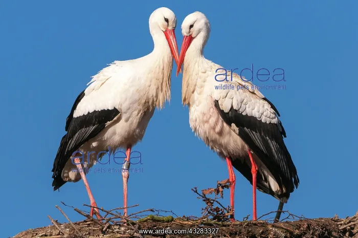  : White stork (Ciconia ciconia ) at the nest with