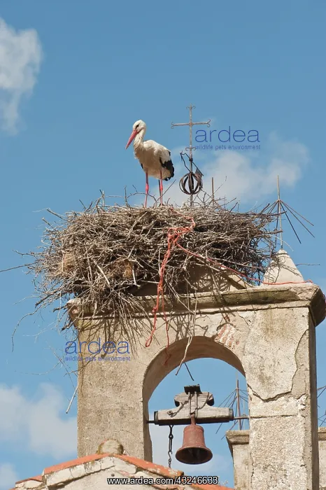  : White Stork (Ciconia ciconia) nesting on