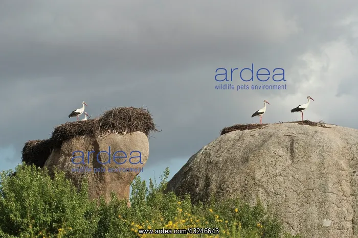  : White Stork (Ciconia ciconia) nesting on