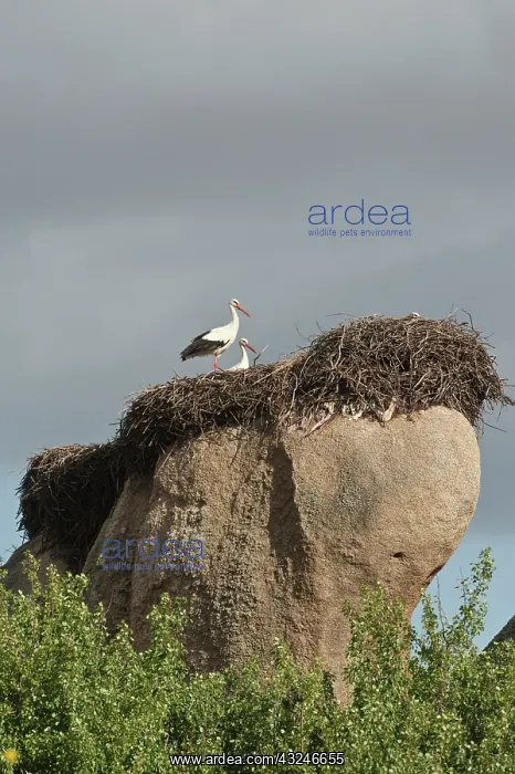  : White Stork (Ciconia ciconia) nesting on
