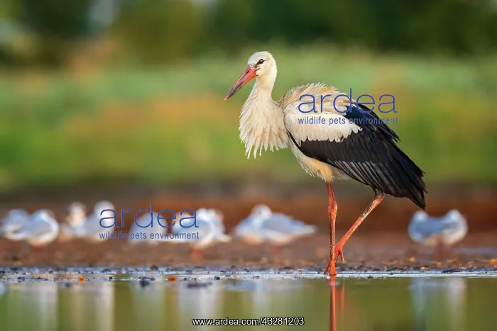  : White stork (Ciconia ciconia ) in search of food