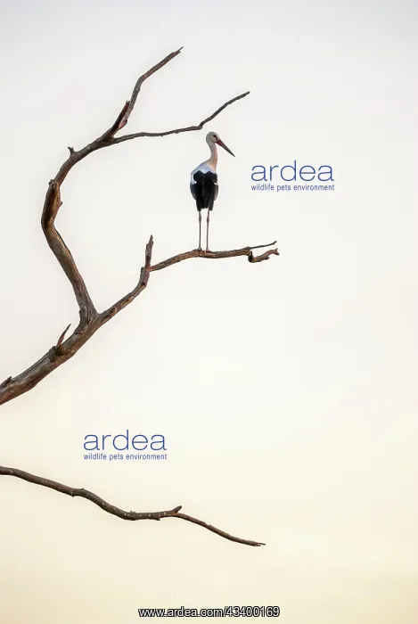  : White stork (Ciconia ciconia) sitting on a deadwood