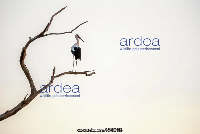  : White stork (Ciconia ciconia) sitting on a deadwood