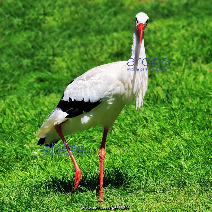  : White stork (Ciconia ciconia) standing in a meadow