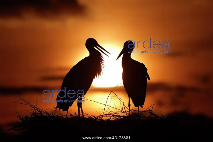  : White stork (Ciconia ciconia) standing on nest at